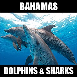 Bahamas Dolphin & Shark Expedition - June 4 - 13, 2010 tc-bahamas10.jpg