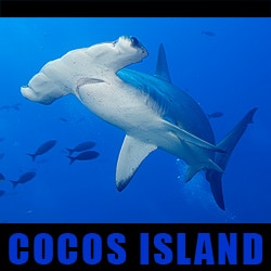 Cocos Island Photo Expedition: July 14 - 26, 2010 tc-cocos10.jpg