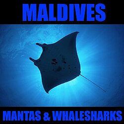 Maldives -- Manta Bay: October 17- November 2, 2010 tc-maldives10.jpg