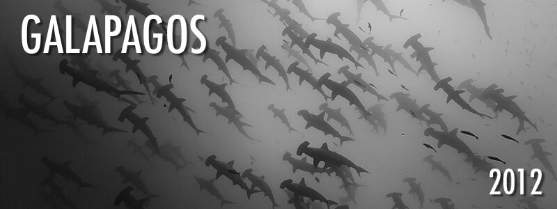 Galapagos August 25th - September 1