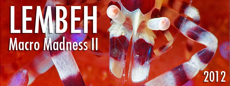 Lembeh Macro Madness II, April 16-27 2012