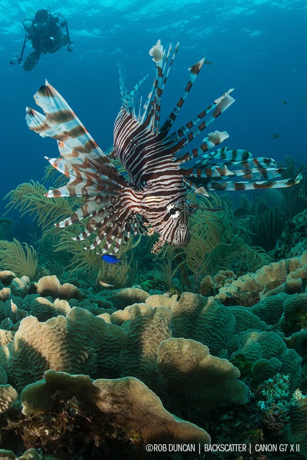 The Best Underwater Lenses for Compact Cameras Underwater Photography