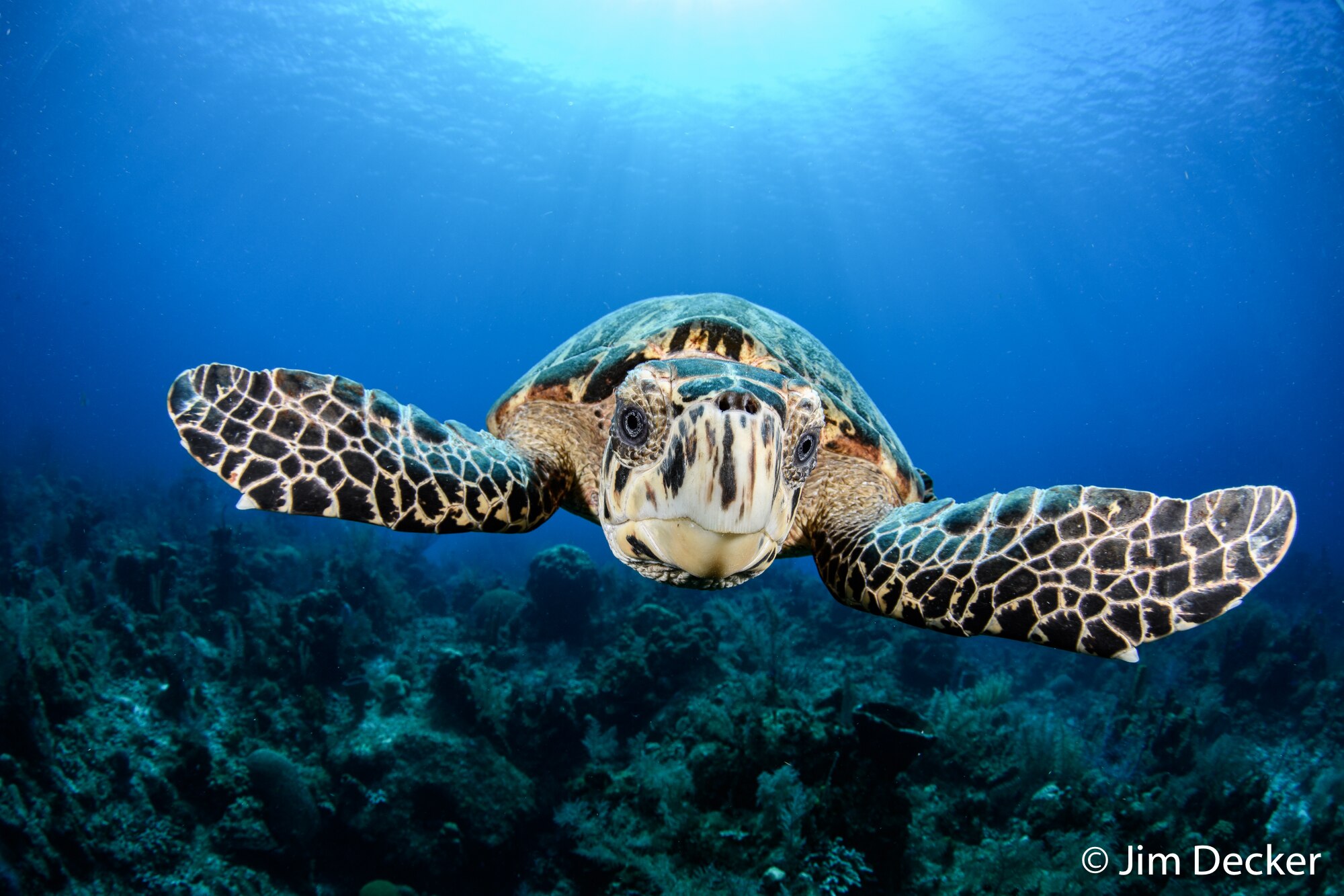 Nikon D500 Underwater Camera Review Underwater Photography Backscatter