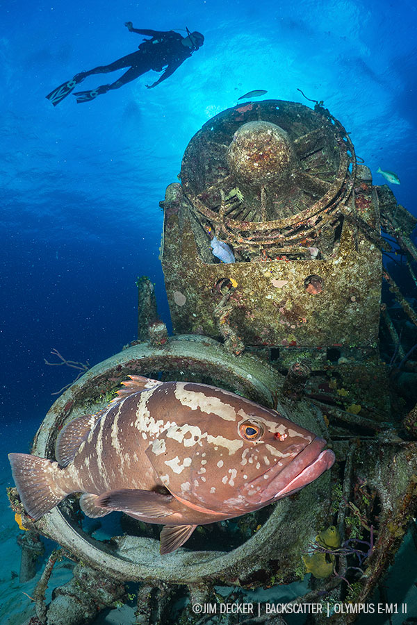 Best Underwater Cameras of 2018 Compacts & Mirrorless Cameras