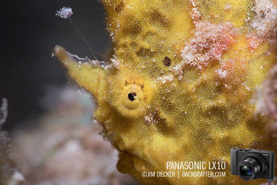 Best Underwater Cameras of 2018 Compacts & Mirrorless Cameras