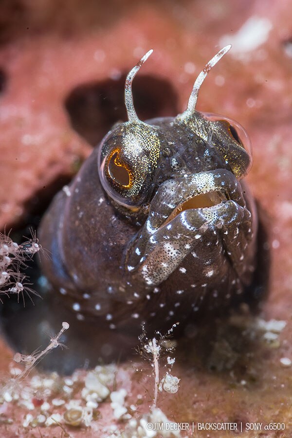 Best Underwater Cameras of 2018 Compacts & Mirrorless Cameras