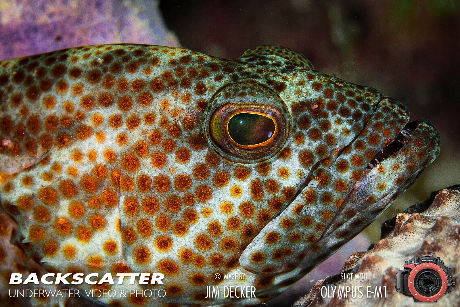 Underwater Camera Articles Wide Angle Underwater Photography Easy