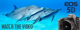 Canon 5D Mark II Underwater Video Review