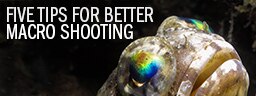 Underwater Macro Video With Sony RX100 MKIII – 5 Tips For Better Macro Video Shooting