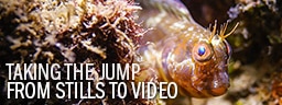 Taking the Jump From Stills to Video