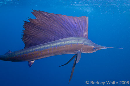 http://www.backscatter.com/learn/article/photos/BerkleyWhite_D300_sailfish_detail.jpg