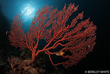 Sea Fan <a href='http://www.backscatter.com/HostedStore.LassoApp?-ResponseLassoApp=detail.lasso&ID=cccda0995ce8f21a1ccd009ffd3d1b47&s4op=cn&s4=canon%207d&s6op=cn&s6=Sh' class='standard'>Canon 7D</a> Tokina 10-17 underwater