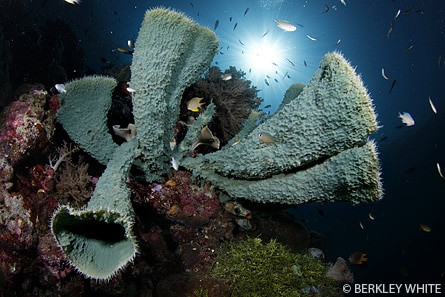 Sponge <a href='http://www.backscatter.com/HostedStore.LassoApp?-ResponseLassoApp=detail.lasso&ID=cccda0995ce8f21a1ccd009ffd3d1b47&s4op=cn&s4=canon%207d&s6op=cn&s6=Sh' class='standard'>Canon 7D</a> Tokina 10-17 Underwater