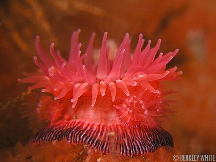 Best underwater point & shoot cameras - macro