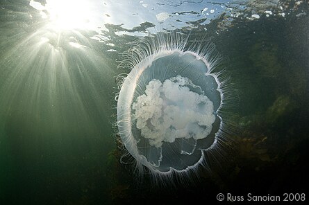 Nikon D3 Underwater - First Underwater Photography