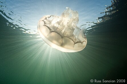 Nikon D3 Underwater - First Underwater Photography