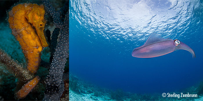 Bonaire is paradise for macro photography