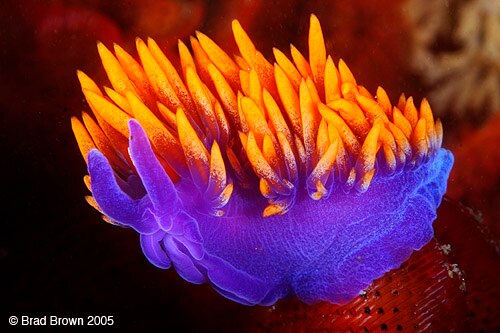 Brad Brown - Flabellina