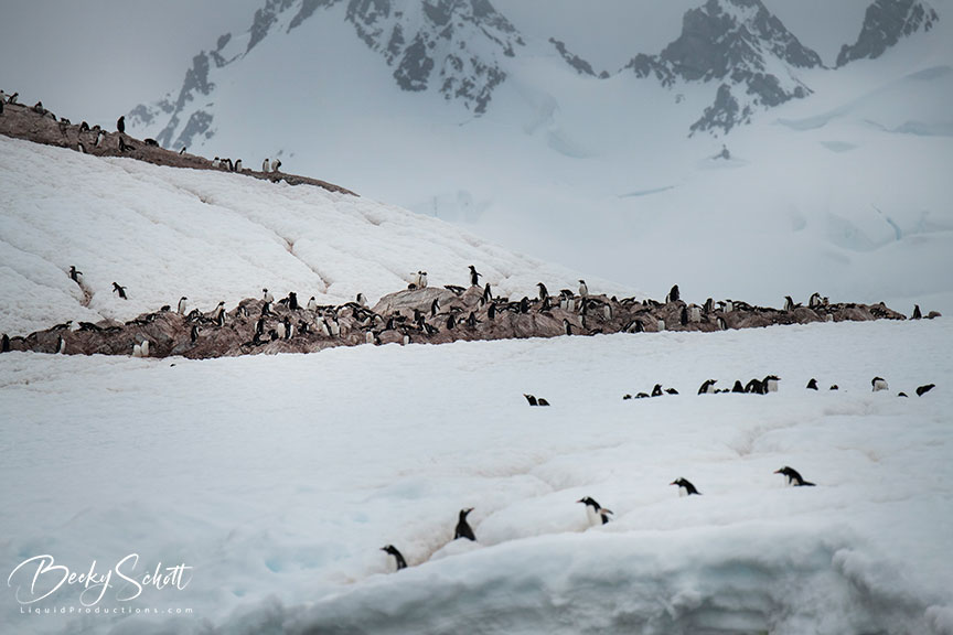 ANTARCTICA CITIZEN SCIENCE EXPEDITION - FEBRUARY 20 - MARCH 4, 2024