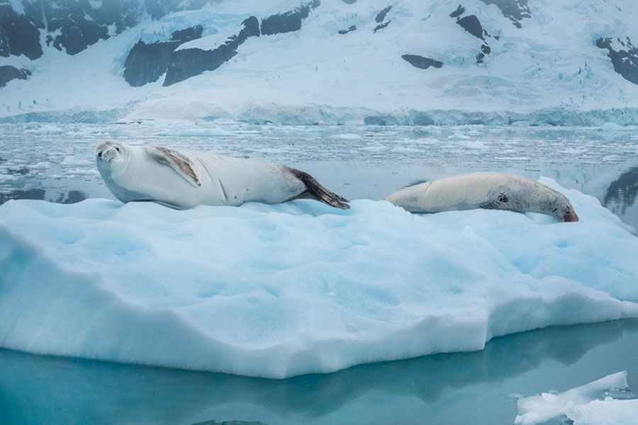 ANTARCTICA CITIZEN SCIENCE EXPEDITION - FEBRUARY 20 - MARCH 4, 2024