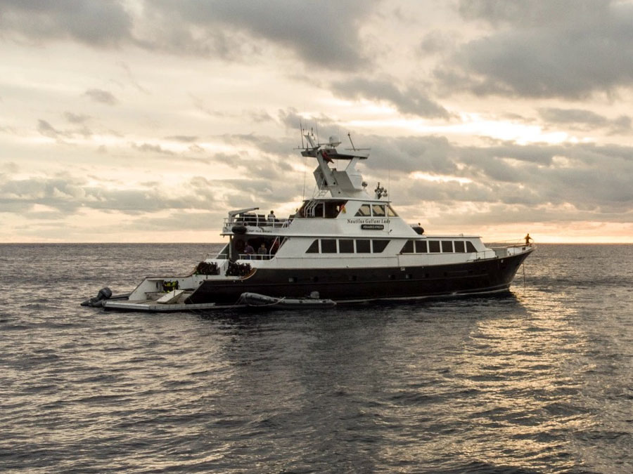 Mobulas & Orcas Sea of Cortez Mexico, Nautilus Galant Lady with Aerial Support - Nautilus Galant Lady