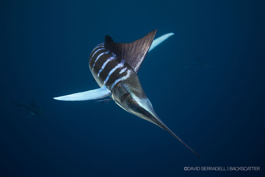 ©David Serradell - Magdalena Bay Mexico Sardine Run & Stripped Marlin - Fastest