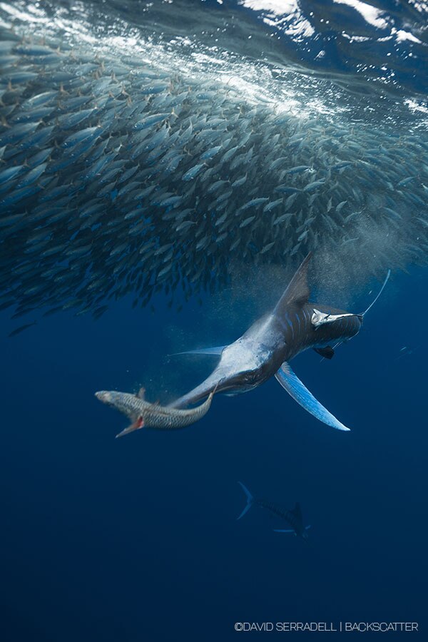 ©David Serradell - Magdalena Bay Mexico Sardine Run & Stripped Marlin - Merciless Knights