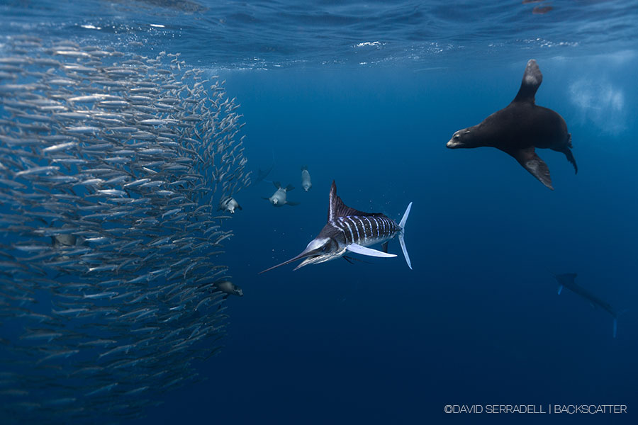 ©David Serradell - Magdalena Bay Mexico Sardine Run & Stripped Marlin - Ocean Hierarchies