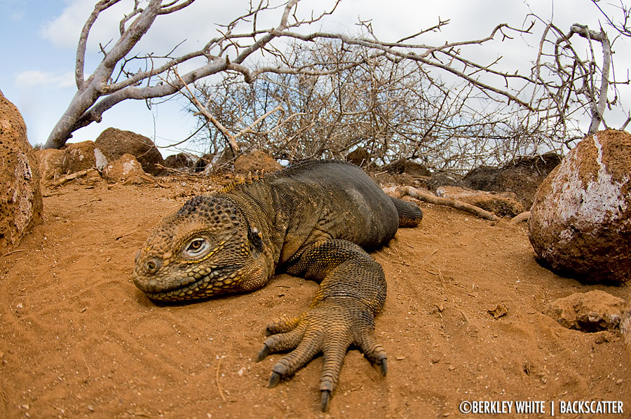 ©Berkley White - Galapagos - Iguana