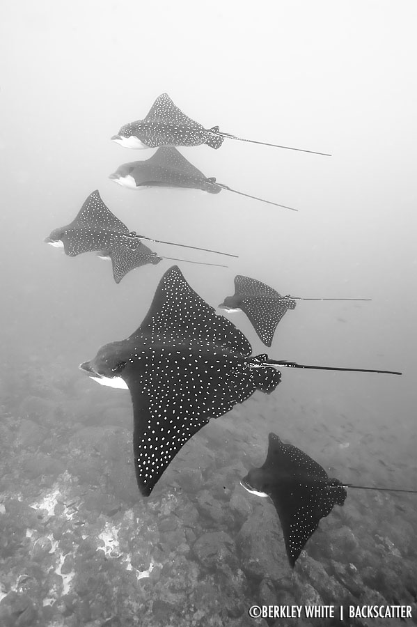 ©Berkley White - Galapagos - Eagle Rays