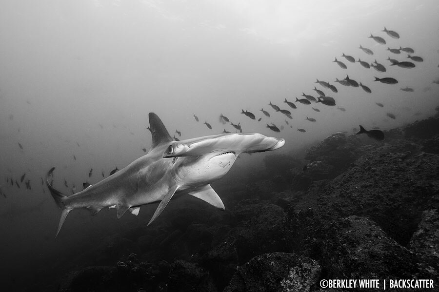 ©Berkley White - Galapagos - Scalloped hammerhead