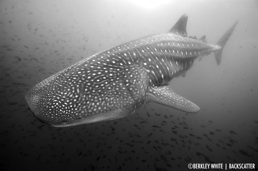 ©Berkley White - Galapagos - Whale Shark