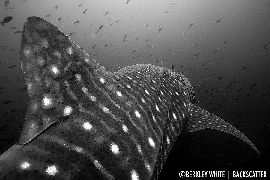 ©Berkley White - Galapagos - Whale Shark Fin