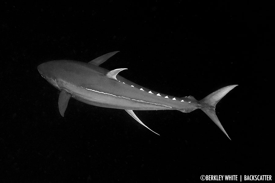 ©Berkley White - Galapagos - Tuna