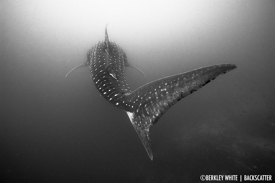 ©Berkley White - Galapagos - Whale Shark Tail