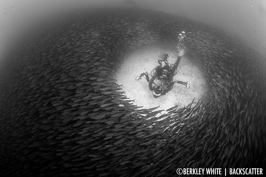 ©Berkley White - Galapagos - Diver