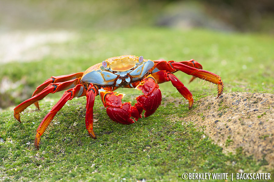 ©Berkley White - Galapagos - Crab