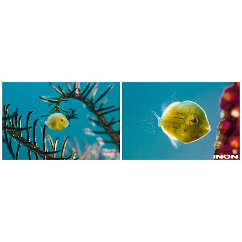 Inon UCL-90 M67 Underwater Close-up Macro Lens