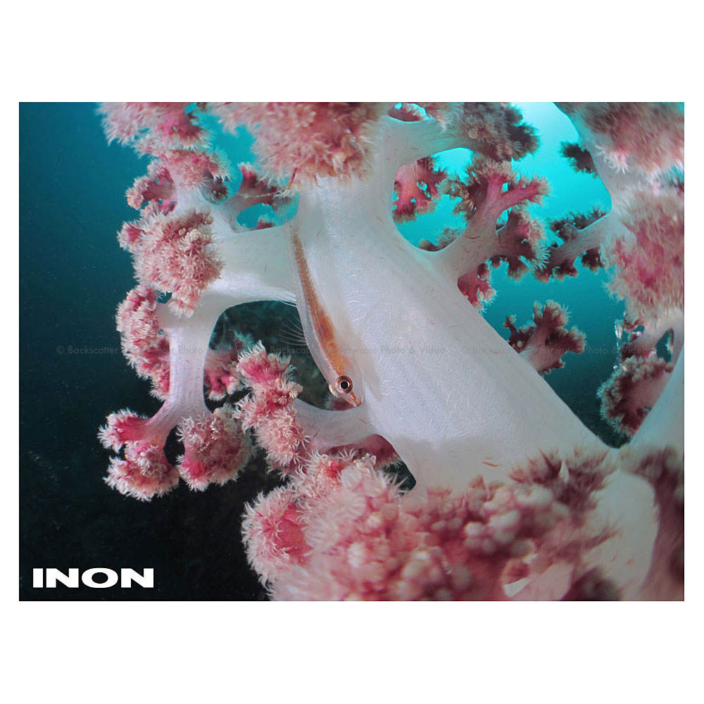Inon UFL-M150 ZM80mm Underwater Micro Semi-Fisheye Relay