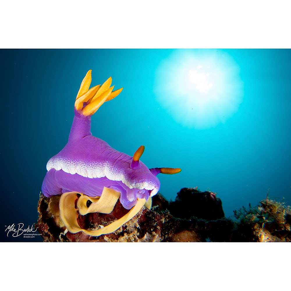 Kraken KRL-09S Underwater Wide Angle Conversion Lens