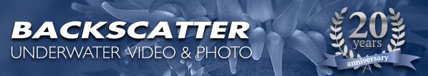 Backscatter Underwater Video and Photo News