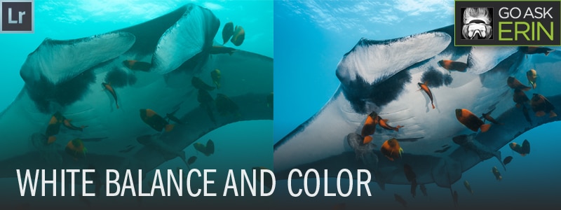 Lightroom Tutorial - White Balance for Color Underwater Photography