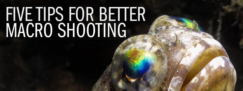 5 Tips For Better Underwater Macro Video Shooting