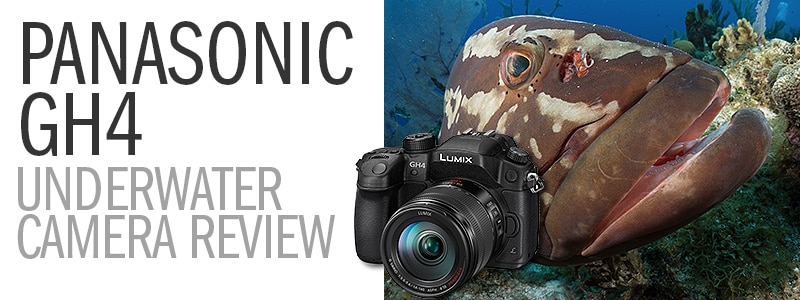 Panasonic GH4 Underwater Camera Review - Big 4K Resolution, Small Price 