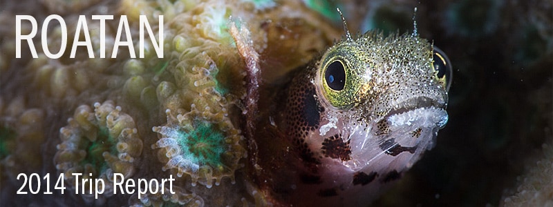 Roatan Underwater Imaging Workshop 2014 - Trip Report