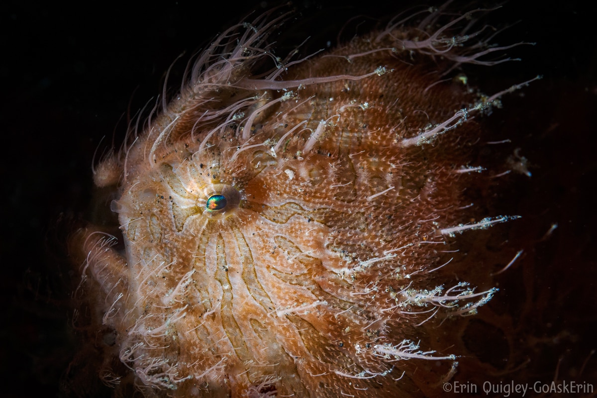 ©Erin Quigley - 10Bar Macro Snoot Set with Aiming Laser for Inon S-2000 Strobes