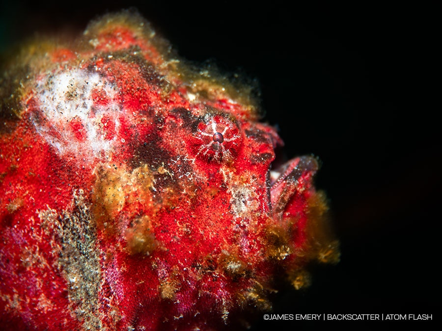 ©James Emery - Backscatter Atom Flash Underwater Strobe Review - snooted subject (with)