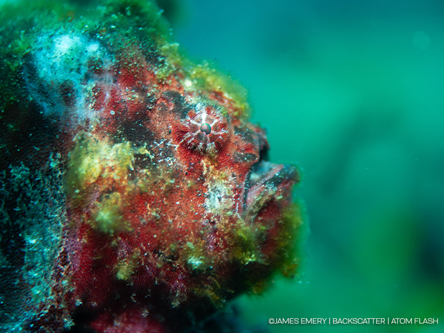 ©James Emery - Backscatter Atom Flash Underwater Strobe Review - snooted subject (without)