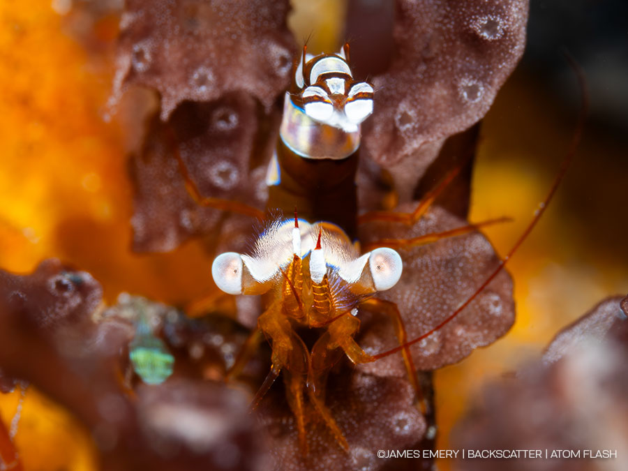 ©James Emery - Backscatter Atom Flash Underwater Strobe Review - TTL SHOT OF MACRO SUBJECT