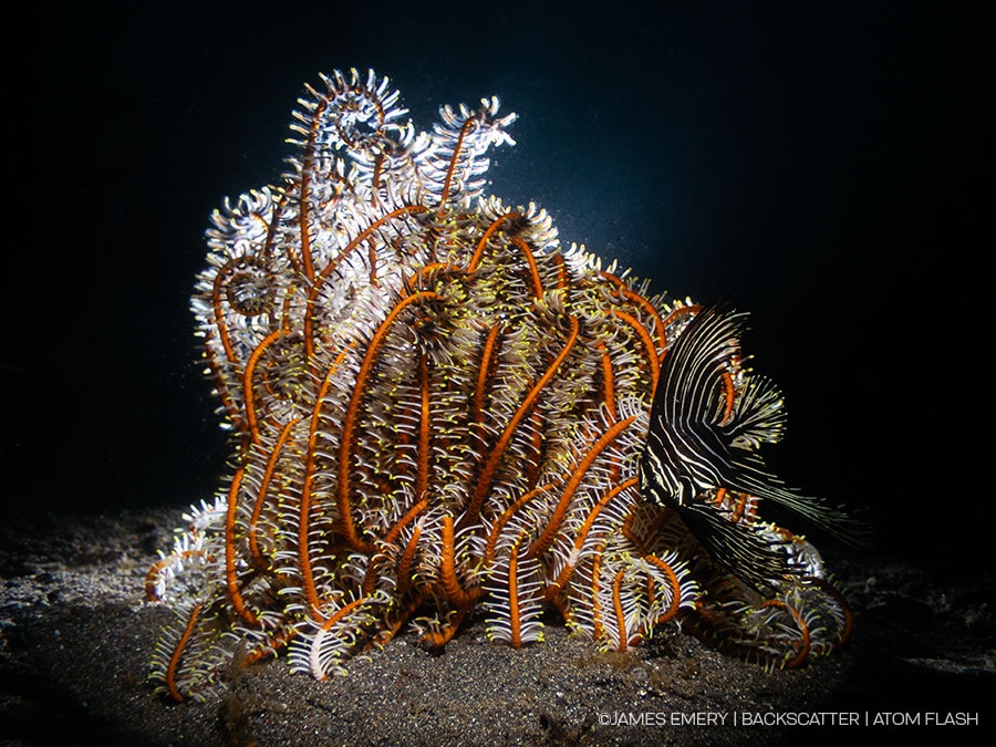 ©Backscatter - Backscatter Atom Flash Underwater Strobe Review - Image captured using remote mode